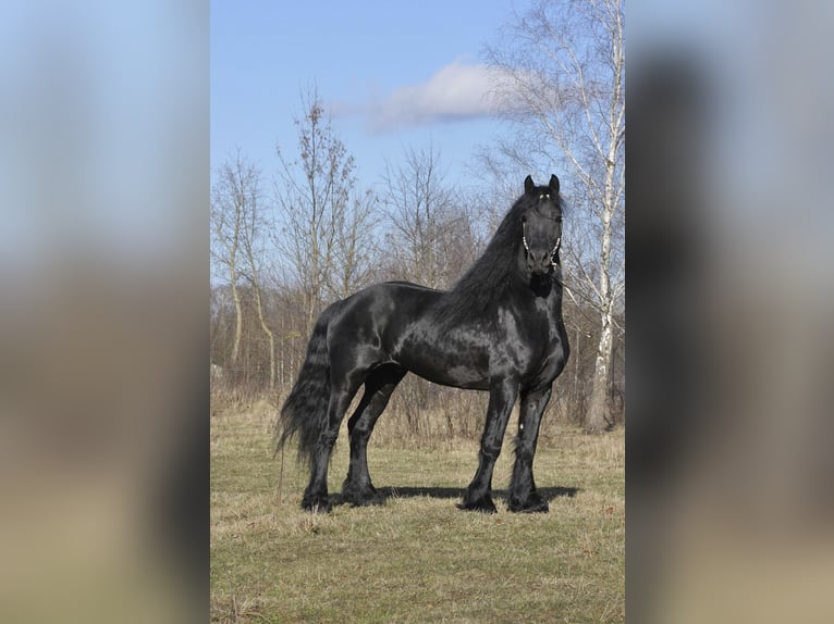 Fries paard Hengst 6 Jaar 165 cm Zwart in Łódź