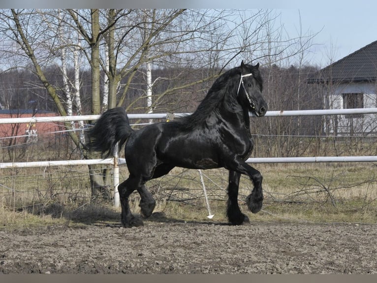 Fries paard Hengst 6 Jaar 165 cm Zwart in Łódź