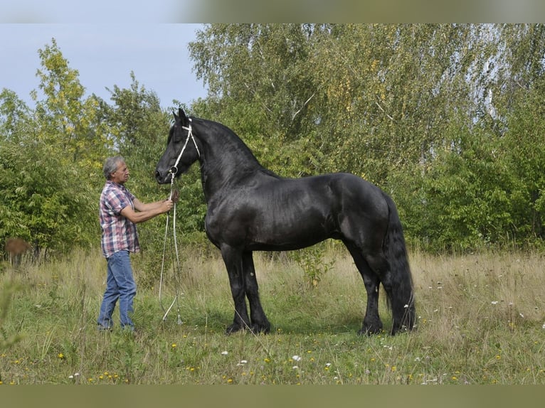 Fries paard Hengst 6 Jaar 165 cm Zwart in Lodz