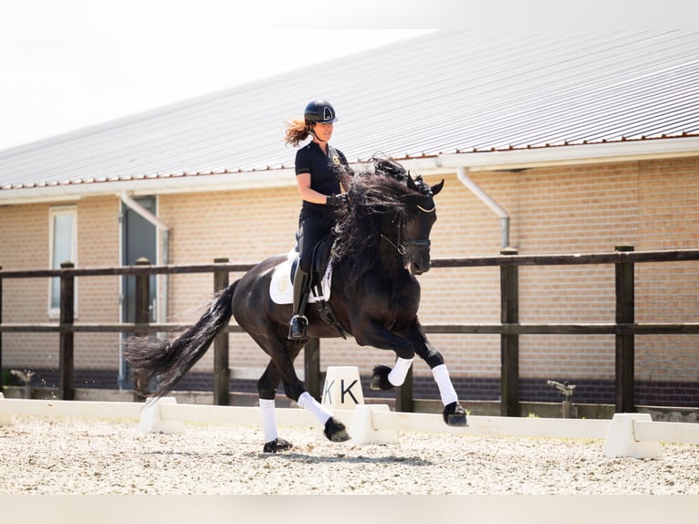 Fries paard Hengst 6 Jaar 165 cm Zwart in Harlingen