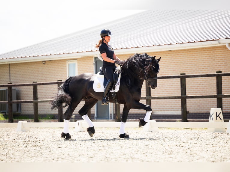 Fries paard Hengst 6 Jaar 165 cm Zwart in Harlingen