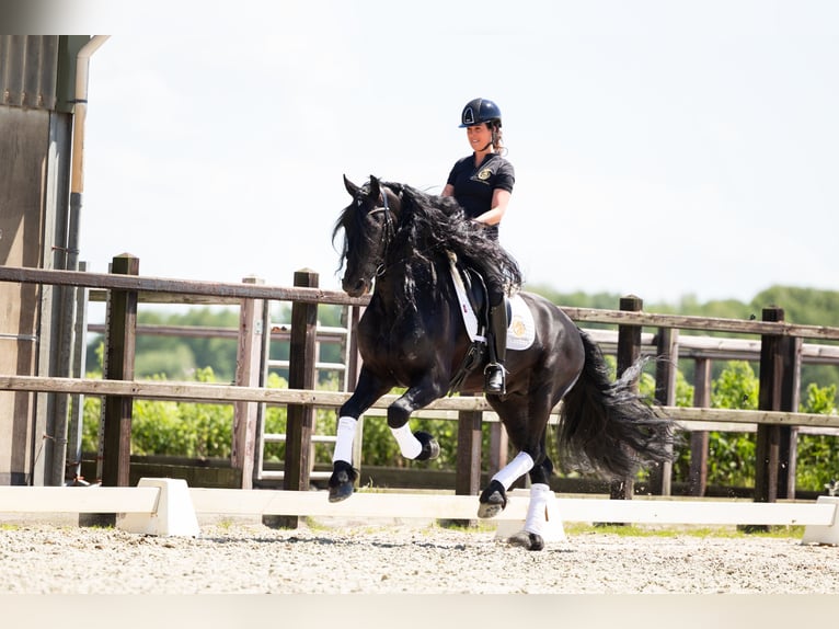 Fries paard Hengst 6 Jaar 165 cm Zwart in Harlingen