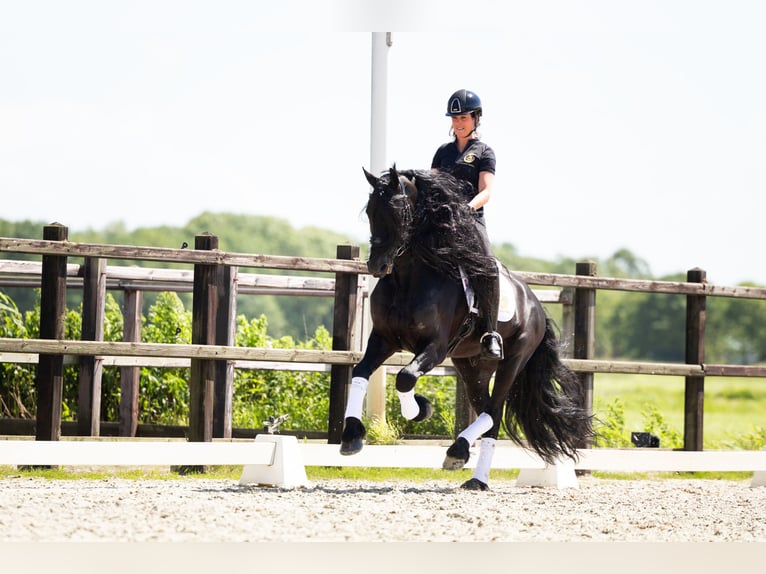 Fries paard Hengst 6 Jaar 165 cm Zwart in Harlingen