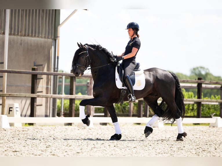 Fries paard Hengst 6 Jaar 165 cm Zwart in Harlingen