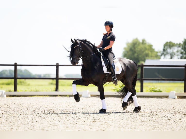 Fries paard Hengst 6 Jaar 165 cm Zwart in Harlingen