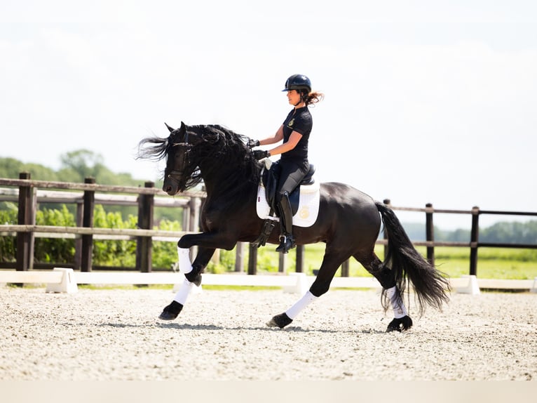 Fries paard Hengst 6 Jaar 165 cm Zwart in Harlingen