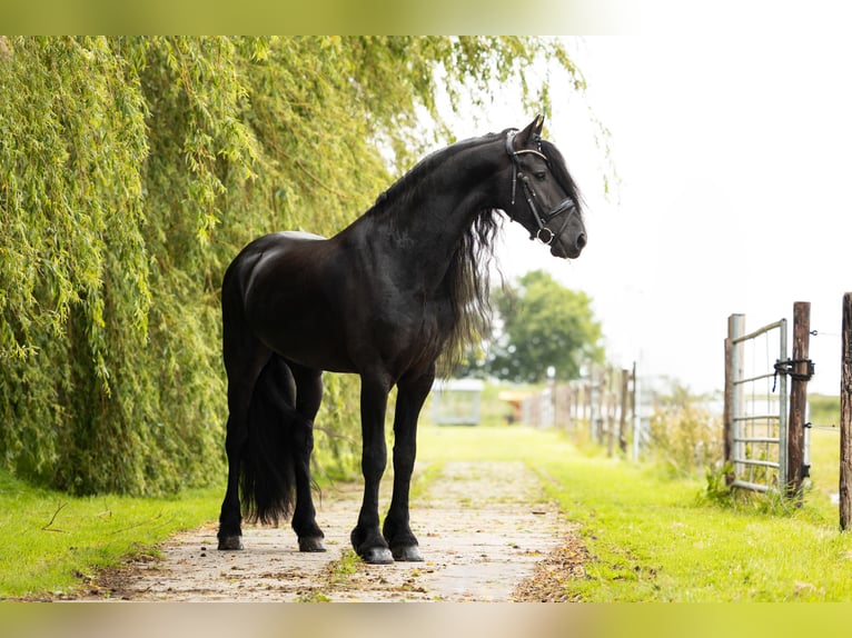 Fries paard Hengst 6 Jaar 165 cm Zwart in Harlingen