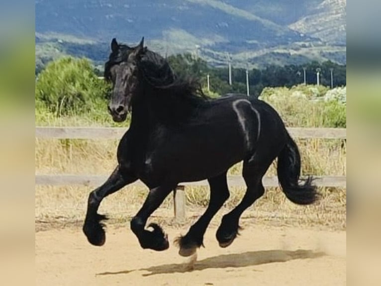 Fries paard Hengst 6 Jaar 168 cm Zwart in Madrid