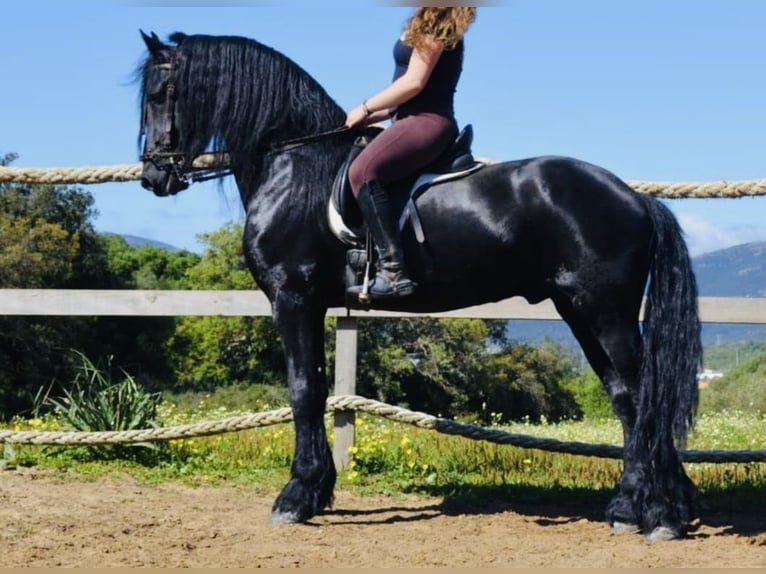 Fries paard Hengst 6 Jaar 168 cm Zwart in Madrid