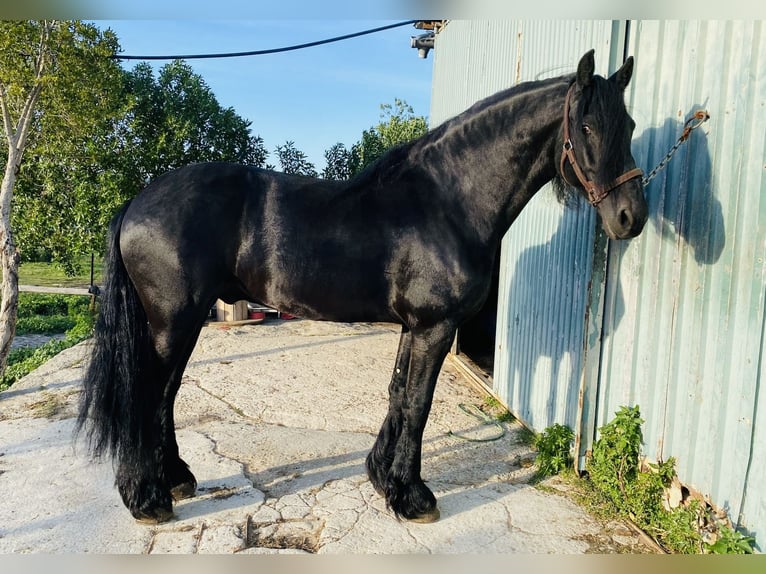 Fries paard Hengst 6 Jaar 168 cm Zwart in Madrid