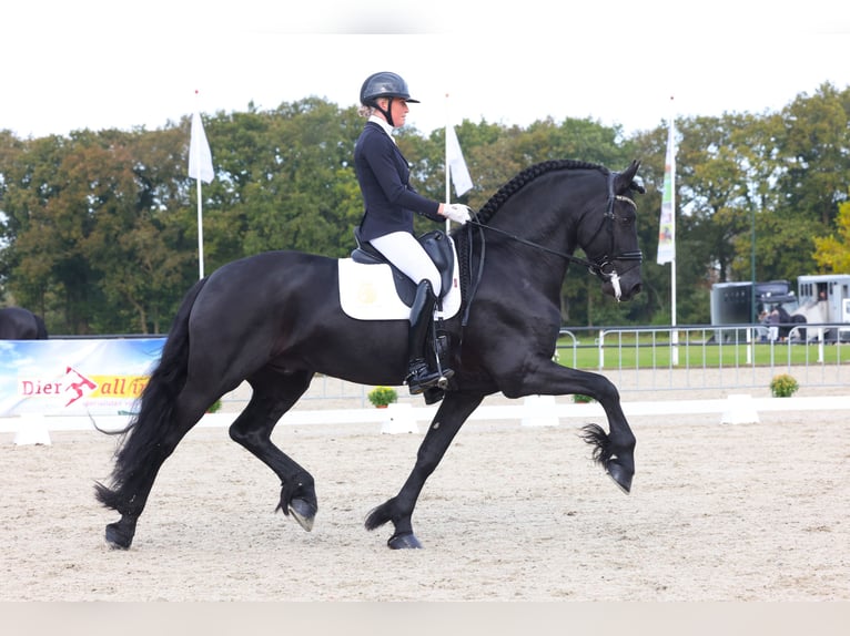 Fries paard Hengst 6 Jaar 170 cm Zwart in Aalsmeer