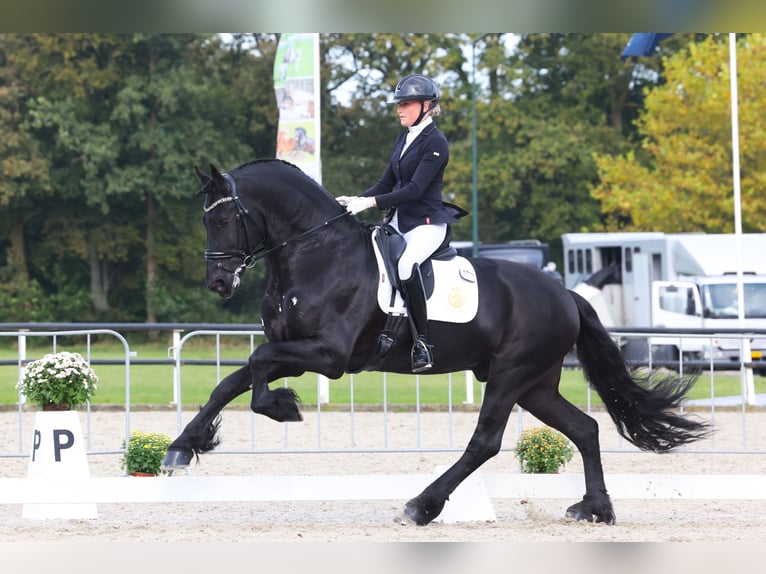 Fries paard Hengst 6 Jaar 170 cm Zwart in Aalsmeer