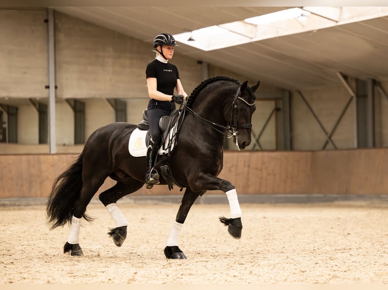 Fries paard Hengst 6 Jaar 170 cm Zwart in Aalsmeer