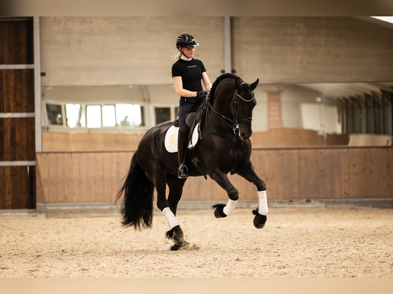 Fries paard Hengst 6 Jaar 170 cm Zwart in Aalsmeer