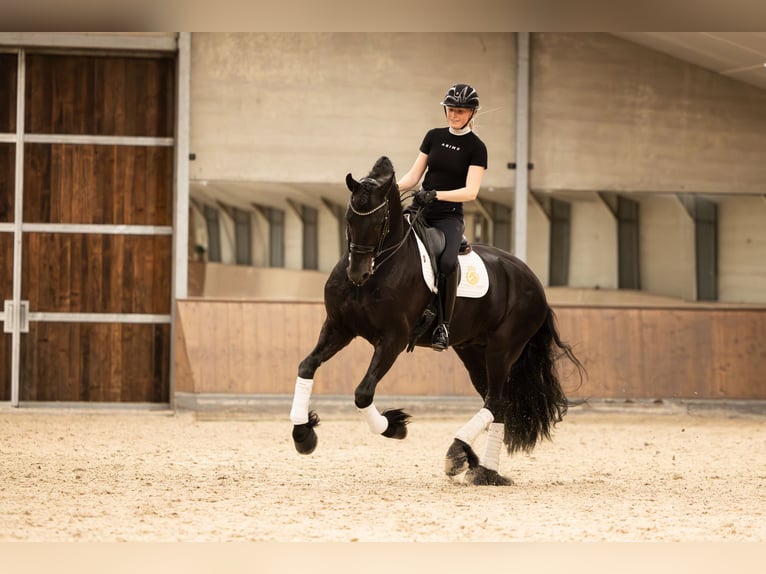 Fries paard Hengst 6 Jaar 170 cm Zwart in Aalsmeer