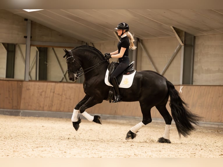 Fries paard Hengst 6 Jaar 170 cm Zwart in Aalsmeer