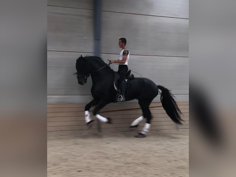 Fries paard Hengst 6 Jaar 172 cm Zwart in El Barco De Avila