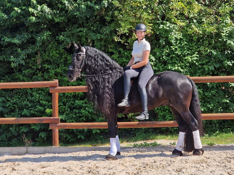 Fries paard Hengst 6 Jaar 173 cm Zwart in Ochtendung