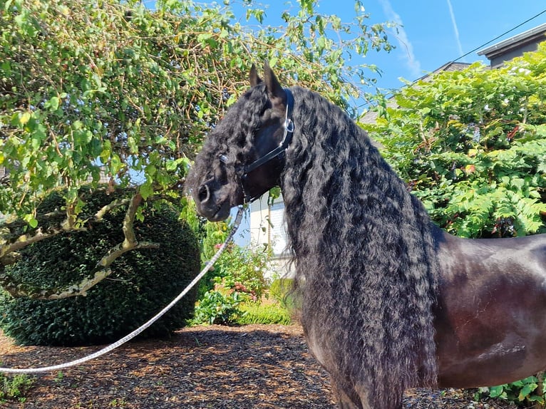 Fries paard Hengst 6 Jaar 173 cm Zwart in Ochtendung