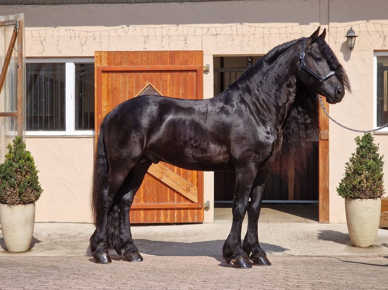 Fries paard Hengst 6 Jaar 173 cm Zwart in Ochtendung