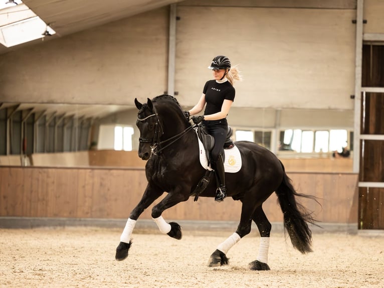 Fries paard Hengst 6 Jaar in Aalsmeer