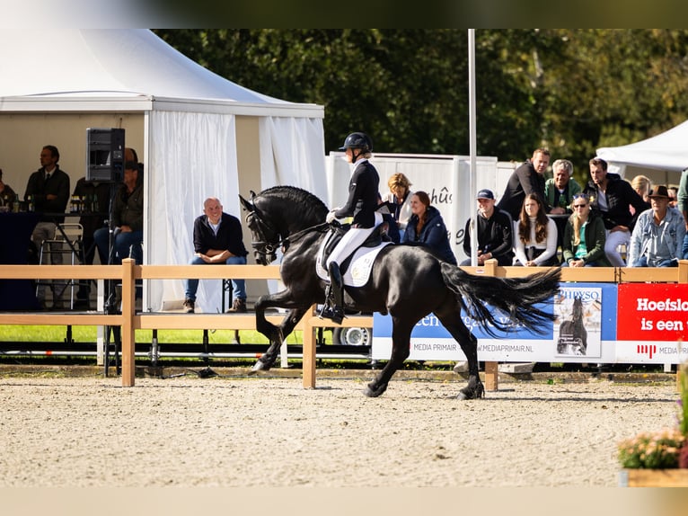 Fries paard Hengst 6 Jaar in Aalsmeer