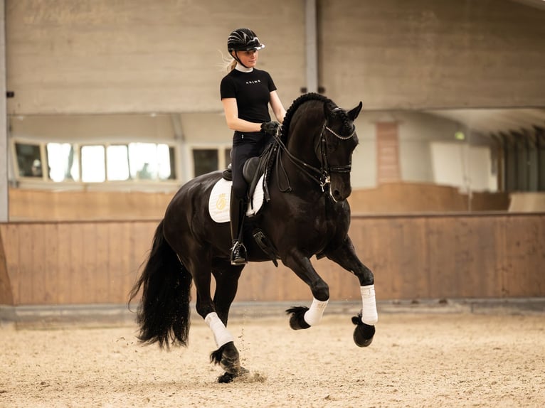 Fries paard Hengst 6 Jaar in Aalsmeer