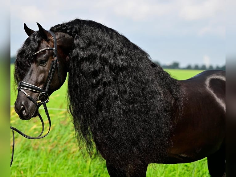 Fries paard Hengst 7 Jaar 161 cm Zwart in Saint Martin de nigelles