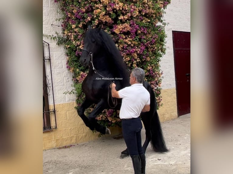 Fries paard Hengst 7 Jaar 163 cm Zwart in Sevilla