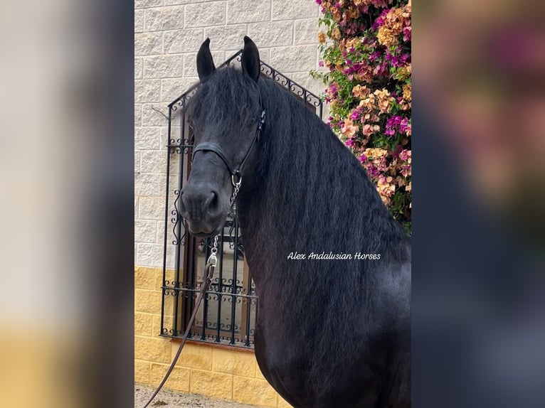 Fries paard Hengst 7 Jaar 163 cm Zwart in Sevilla