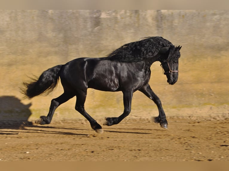 Fries paard Hengst 7 Jaar 165 cm Zwart in Ochtendung