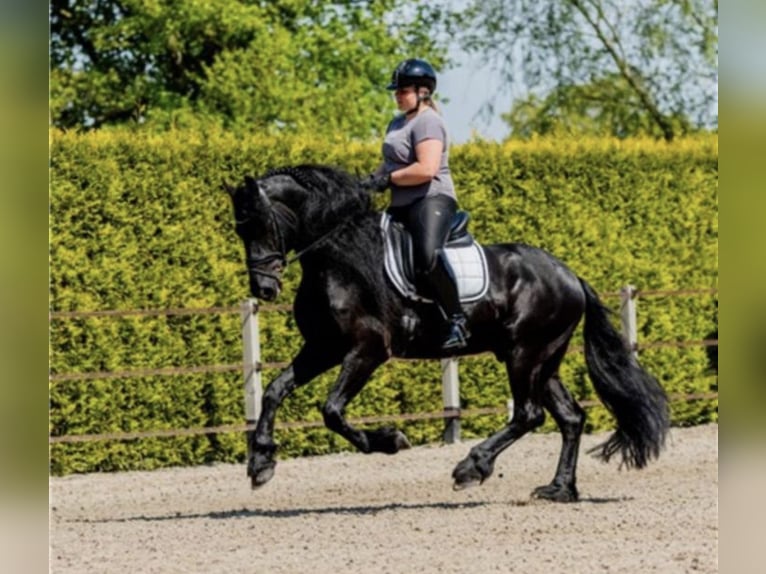 Fries paard Hengst 7 Jaar 166 cm Zwart in Stadskanaal