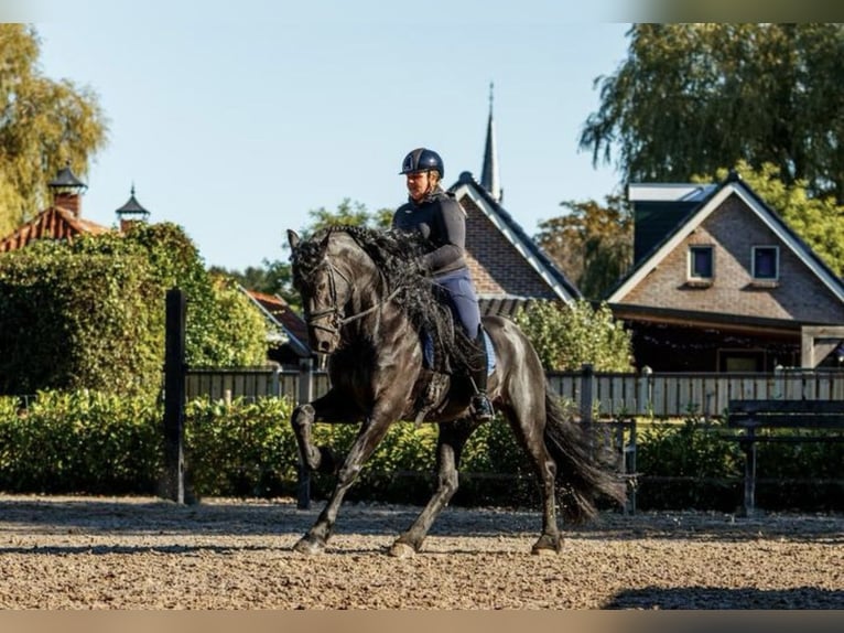 Fries paard Hengst 7 Jaar 166 cm Zwart in Stadskanaal