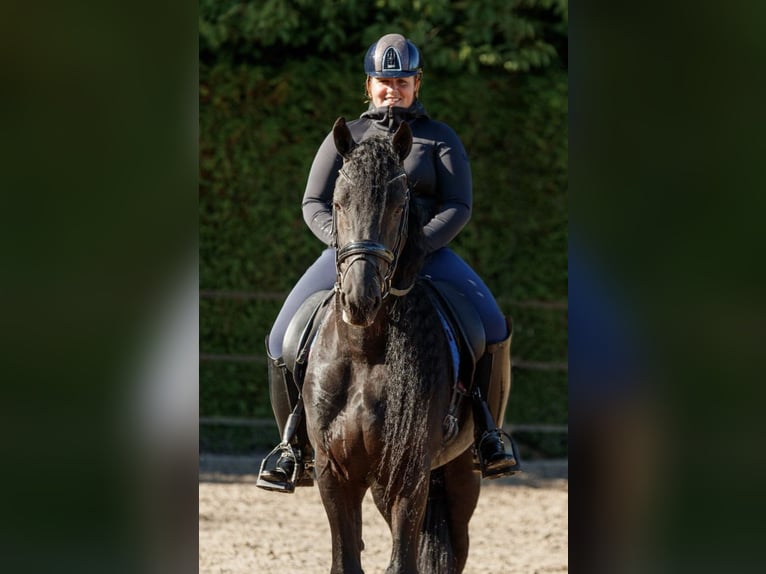 Fries paard Hengst 7 Jaar 166 cm Zwart in Stadskanaal