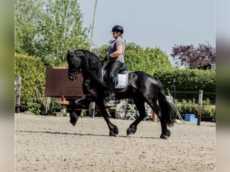 Fries paard Hengst 7 Jaar 166 cm Zwart in Stadskanaal