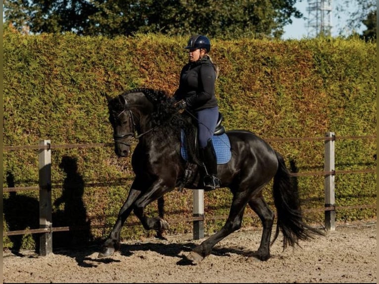 Fries paard Hengst 7 Jaar 166 cm Zwart in Stadskanaal