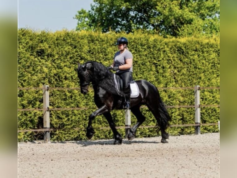 Fries paard Hengst 7 Jaar 166 cm Zwart in Stadskanaal