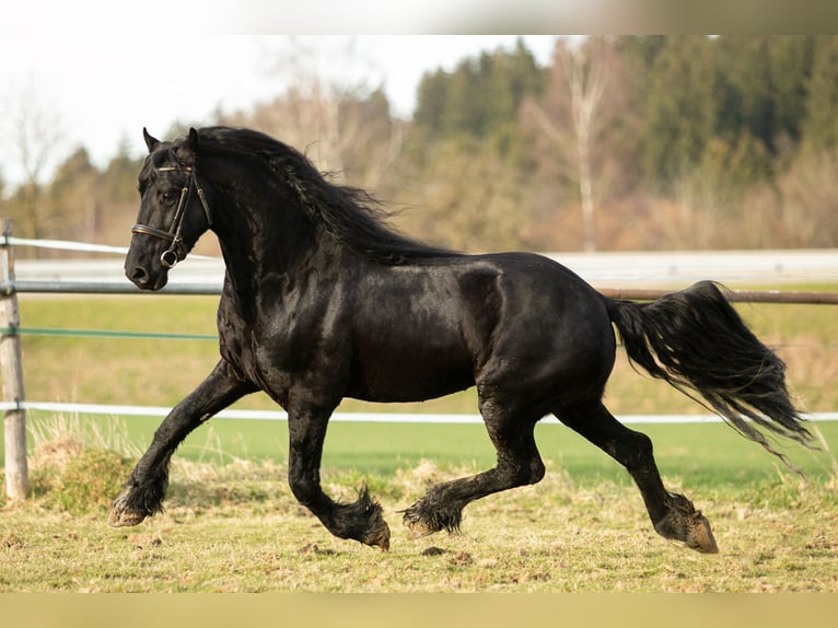 Fries paard Hengst 7 Jaar 166 cm Zwart in Bad Wurzach