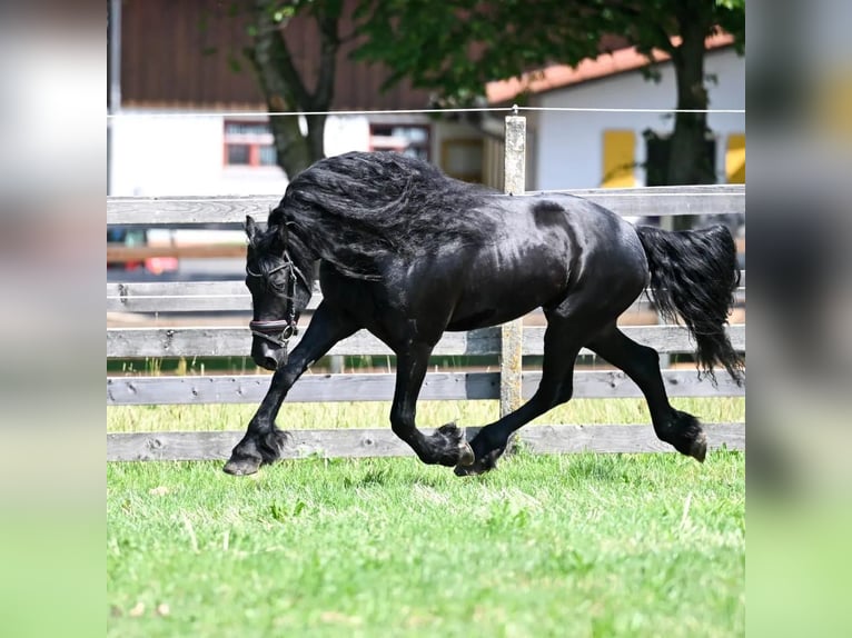 Fries paard Hengst 7 Jaar 166 cm Zwart in Bad Wurzach