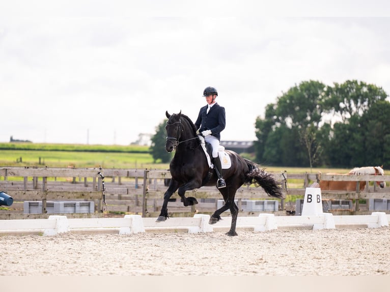 Fries paard Hengst 7 Jaar 166 cm Zwart in Waverveen