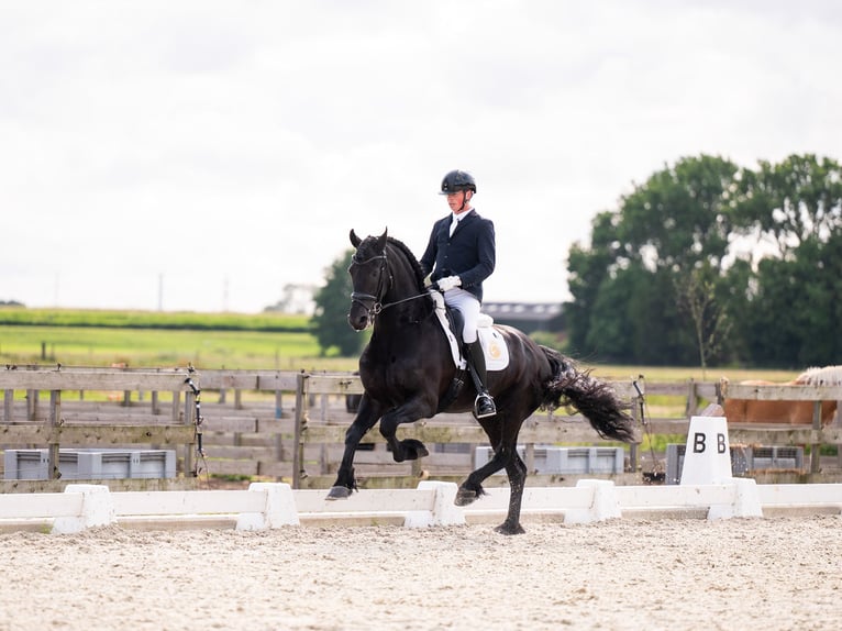 Fries paard Hengst 7 Jaar 166 cm Zwart in Waverveen
