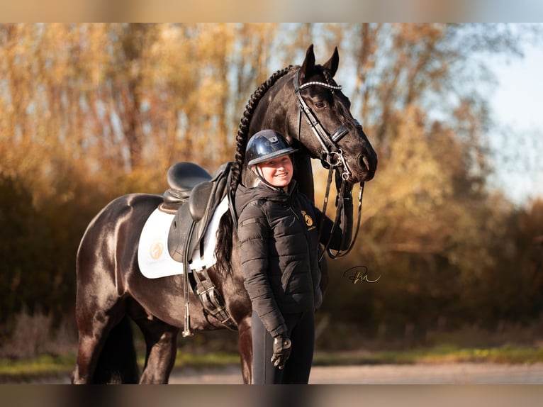 Fries paard Hengst 7 Jaar 168 cm in Aalsmeer