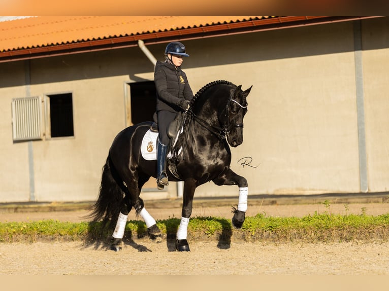 Fries paard Hengst 7 Jaar 168 cm in Aalsmeer
