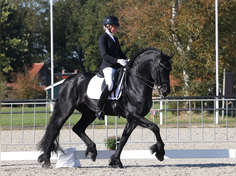 Fries paard Hengst 7 Jaar 168 cm Zwart in Aalsmeer