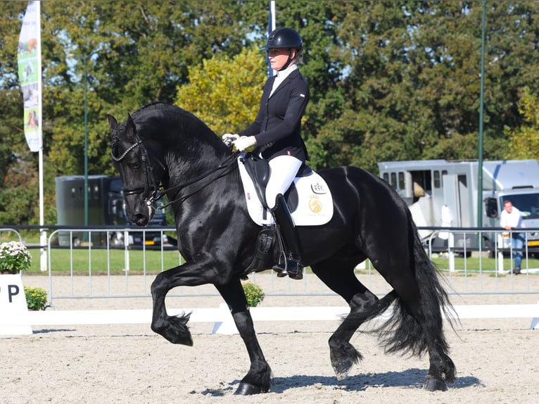 Fries paard Hengst 7 Jaar 168 cm Zwart in Aalsmeer