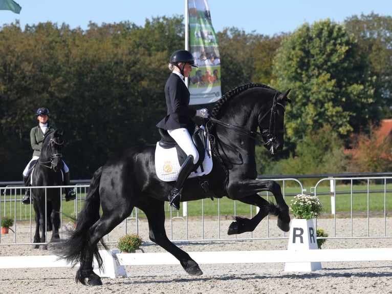 Fries paard Hengst 7 Jaar 168 cm Zwart in Aalsmeer