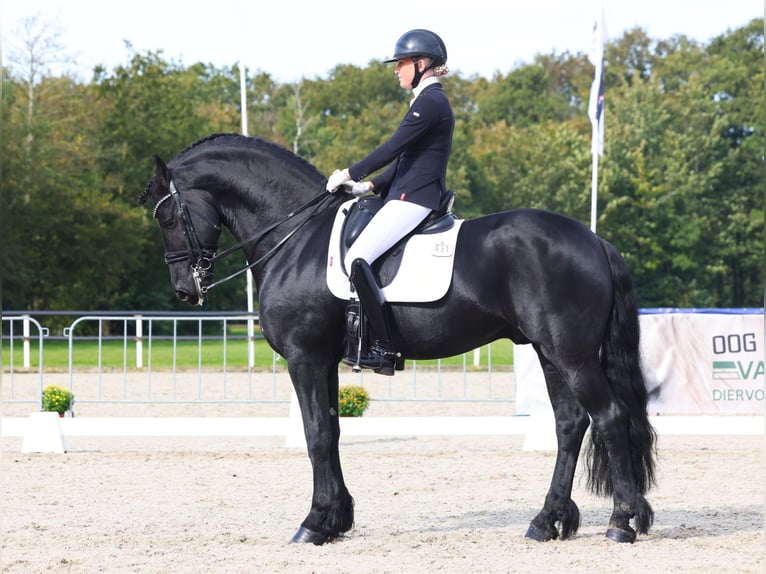 Fries paard Hengst 7 Jaar 168 cm Zwart in Aalsmeer