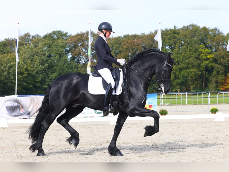 Fries paard Hengst 7 Jaar 168 cm Zwart in Aalsmeer