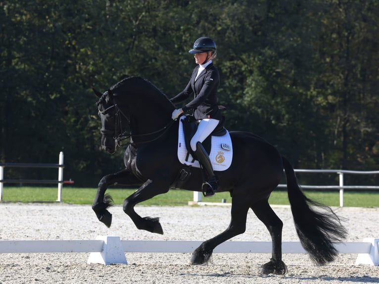 Fries paard Hengst 7 Jaar 168 cm Zwart in Aalsmeer