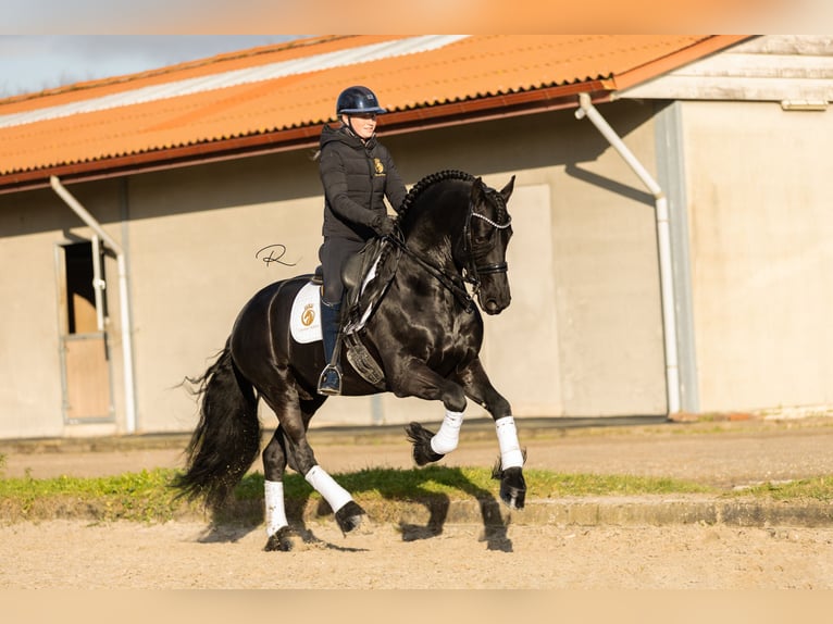 Fries paard Hengst 7 Jaar 168 cm Zwart in Aalsmeer